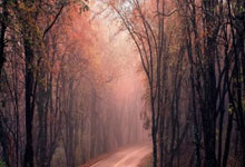 評選11月21日NBA最佳球員.